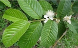 Cach chua sau rang bang la oi hinh ava